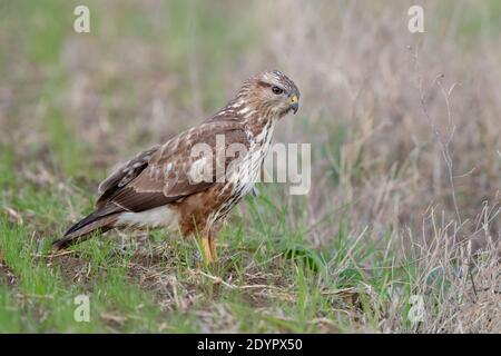 Buzzard commun (Buteo buteo), vue latérale d'un jeune debout sur le sol, Campanie, Italie Banque D'Images