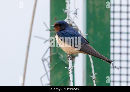 Barn Swallow (Hirundo rustica), vue latérale d'une femme adulte perchée sur un fil barbelé, Campanie, Italie Banque D'Images