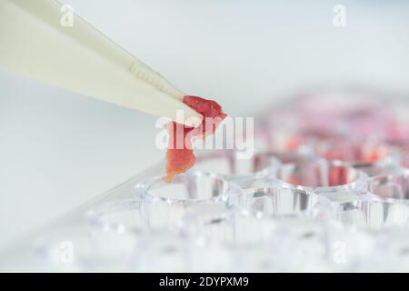 Brucelles en plastique blanc avec un petit échantillon de viande végétale brute plus d'une de plusieurs petites cellules pour de nombreux exemples différents d'autres types d'aliments Banque D'Images