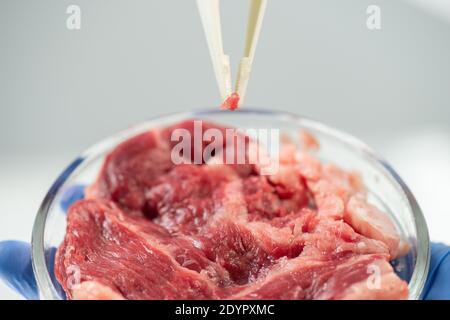 Les mains gantées d'un chercheur scientifique contemporain tenant une boîte de Petri avec cru de viande de légumes tout en prenant un échantillon minuscule avec une pince à épiler en plastique Banque D'Images