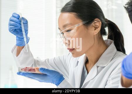 Jeune chercheuse gantée tenant un plat de pétri avec des légumes crus viande cultivée en laboratoire scientifique et substance liquide à gouttes Banque D'Images
