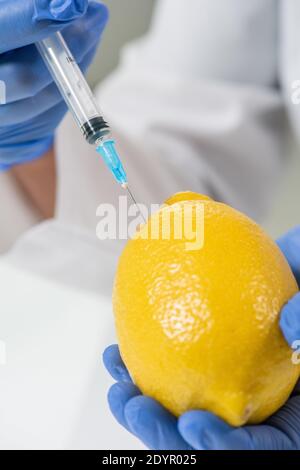 Mains gantées d'un travailleur de laboratoire ou d'un scientifique en injection de whitechavoine citron mûr tout en faisant l'expérience avec la croissance nouveau type de agrumes Banque D'Images