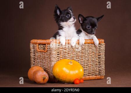 Deux chiots Chihuahua blancs et noirs, moelleux et aux cheveux lisses, sont assis dans un panier carré en osier sur un fond marron, et à côté d'eux sont ora Banque D'Images