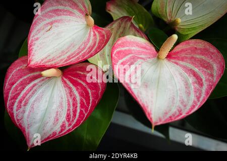 Trois anthuriums roses et blancs qui poussent sur une plante. Banque D'Images