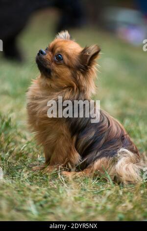 Petit mignon grand chien chihuahua aux cheveux rouges assis sur l'herbe à l'extérieur en été Banque D'Images