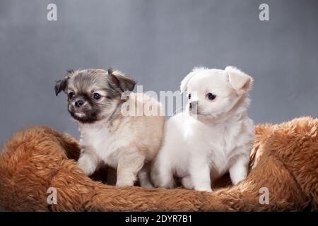 deux petits chiots chihuahua, beige avec un nez noir, et blanc, les deux à la fourrure, assis sur un coussin déchiquetés sur un fond gris dans un studio à l'intérieur Banque D'Images