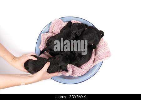 Quatre adorables chiots miniatures Schnauzer assis et couchés ensemble un bol bleu avec les mains et les bras d'une personne un isolé sur un backgrou blanc Banque D'Images