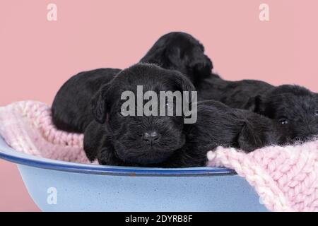 Quatre adorables chiots miniatures Schnauzer assis et couchés ensemble un bol bleu isolé sur fond rose Banque D'Images