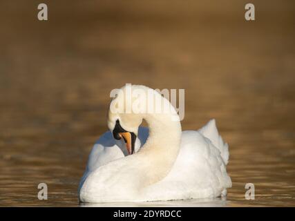 Mâle Mute Swan, Cygnus olor, Brant Reservoir, Londres, Royaume-Uni, Îles britanniques Banque D'Images