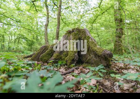 Souche d'arbre ancien et racines couvertes de mousse dans un forêt à la lumière du jour Banque D'Images