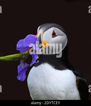 Atlantic Puffin tenant un iris sauvage dans son bec, gros plan Portrait Banque D'Images