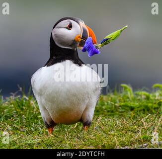 Atlantic Puffin tenant un iris sauvage dans son bec, gros plan Portrait Banque D'Images