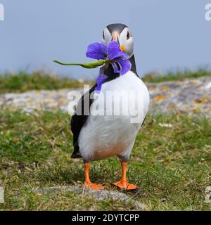Macareux de l'Atlantique debout sur l'herbe et tenant l'iris sauvage dedans Son bec Banque D'Images