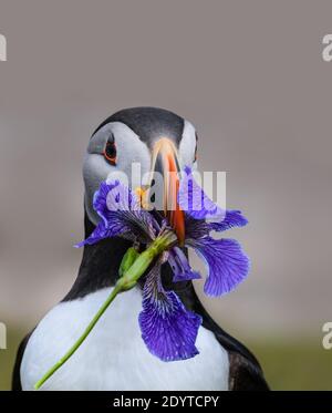 Atlantic Puffin tenant un iris sauvage, gros plan Portrait Banque D'Images