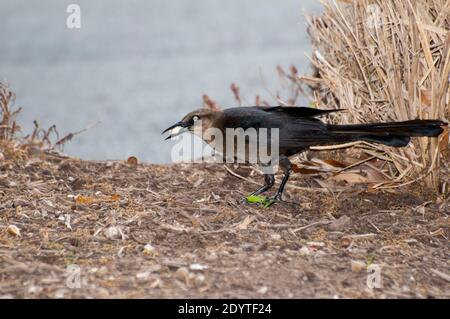 Austin, Texas. Grande-queue de Grackle. Femme 'Quiscalus mexicanus' se nourrissant au sol. Banque D'Images