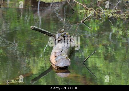 Vadnais Heights, Minnesota. Parc régional du lac Vadnais. Sept tortues peintes de l'Ouest, Chrysemys picta bellii bronzant sur une bûche dans un étang. Banque D'Images