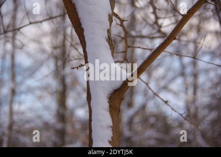 Neige sur une branche Banque D'Images