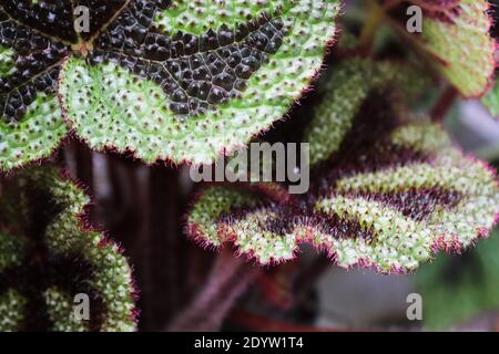 Macro des feuilles puckées sur une croix de fer begonia. Banque D'Images