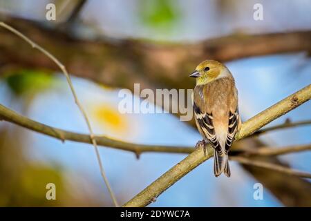 American Goldfinch - Spinus tristis - perché sur la branche Banque D'Images