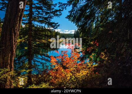 Couleurs d'automne à Clear Lake dans le centre de l'Oregon Cascades avec Les montagnes Sisters en arrière-plan lointain Banque D'Images