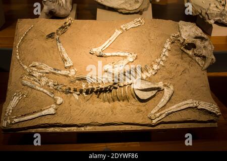 Le fossile d'Amphimachairodus palanderi dans le Musée d'Histoire naturelle de Shanghai en chine. Appartient à un genre éteint de grands machairodonts. Banque D'Images