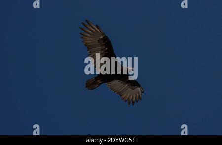 Cathartes de la vautour de la Turquie vue de dessous à mi-vol près La Portada Antofagasta Chili en Amérique du Sud Banque D'Images