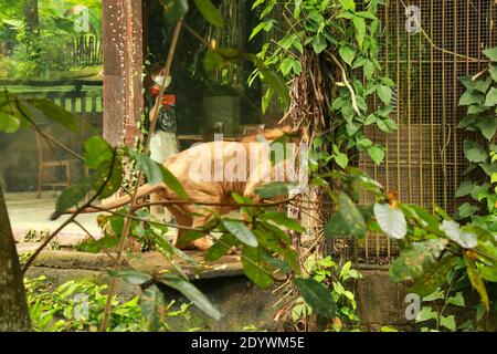 Asiatic Lion Male dans une forêt verdoyante et luxuriante. Lion asiatique dans le PARC ZOOLOGIQUE de Bali Banque D'Images