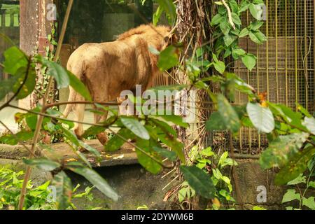 Asiatic Lion Male dans une forêt verdoyante et luxuriante. Lion asiatique dans le PARC ZOOLOGIQUE de Bali Banque D'Images