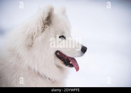 Le chien blanc de Samoyed est en gros plan sur fond de neige Banque D'Images