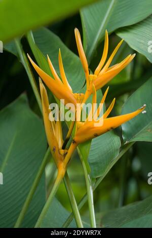 Oiseau de paradis (Strelitzia reginae) fleurs en fleur. Photographié dans un jardin de Cow Bay, Queensland, Australie Banque D'Images