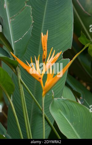 Oiseau de paradis (Strelitzia reginae) fleurs en fleur. Photographié dans un jardin de Cow Bay, Queensland, Australie Banque D'Images