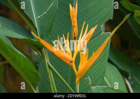 Oiseau de paradis (Strelitzia reginae) fleurs en fleur. Photographié dans un jardin de Cow Bay, Queensland, Australie Banque D'Images