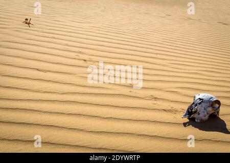 Agama à tête craquée et crâne animal dans un désert de sable. Banque D'Images