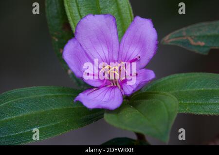 La fleur de Lassiandra (Melastoma malabathricum) indigène. Photographié Cow Bay, parc national de Daintree, Queensland, Australie Banque D'Images