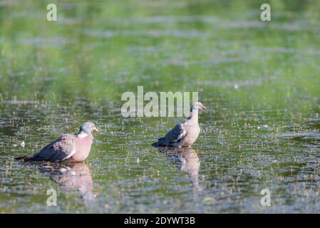 Pigeon de bois sauvage ou Palumbus de Columba dans l'eau de l'étang. Banque D'Images