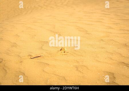 Agama à tête craquée enterré dans le sable près. Banque D'Images