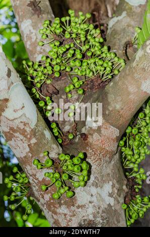 Grappe arbre de figuier de l'arbre de figuier (nom botanique est Ficus racemosa) dans le jardin naturel du sud de la Thaïlande. Banque D'Images