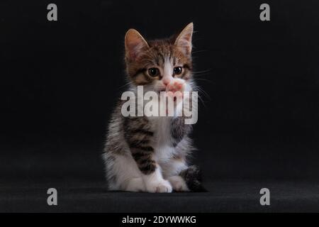 Petit chaton gris rayé blanc-croisé se nettoyant soigneusement et lavage de son visage sur fond noir en studio à l'intérieur Banque D'Images