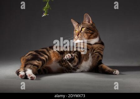 Tabby gris-rouge tacheté chat Kurilian Bobtail chassant une camomille sur un arrière-plan gris à l'intérieur du studio Banque D'Images