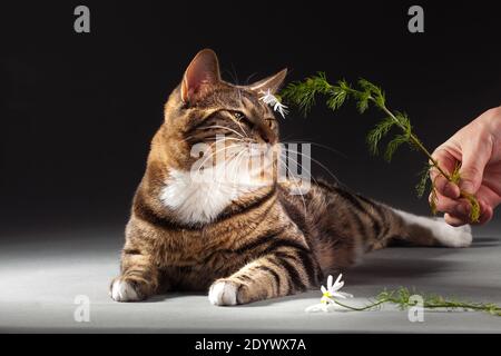 Tabby gris-rouge tacheté Kurilian Bobtail chat sniffing camomille chez l'homme main sur un fond gris à l'intérieur dans le studio Banque D'Images
