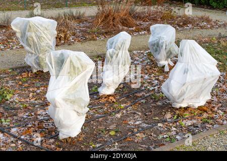 Plantes et arbres dans un parc ou un jardin recouvert d'une couverture, d'un andain de toile, de sacs de protection contre le gel ou d'un rouleau de tissu pour les protéger du gel, du gel Banque D'Images