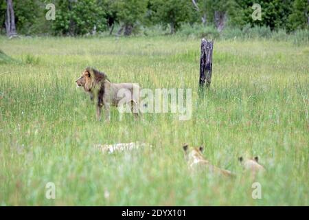 Lions africains (Panthera leo). Un nouveau mâle arrive sur la scène. Deux Lionesses, dans le premier sol, décubitus ventral, regarder, Banque D'Images