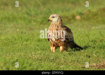 Cerf-volant rouge avec la première lumière de l'aube sur un journée d'hiver froide et ensoleillée Banque D'Images