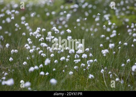 Scheiden-Wollgras, Scheidenwolgras, Moor-Wollgras, Scheidiges Wollgras, Schneiden-Wollgras, Wollgras, Wollgräser, Eriophorum vaginatum, queue de lièvre c Banque D'Images