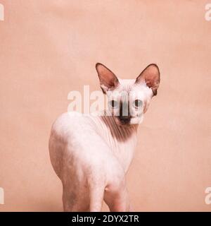 Jeune chat sphynx tendre sans cheveux avec nez noir sur beige arrière-plan en studio à l'intérieur Banque D'Images