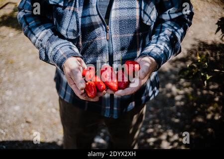 Un fermier de sureau tient des mains d'un tas de piment Rocoto poivre Banque D'Images