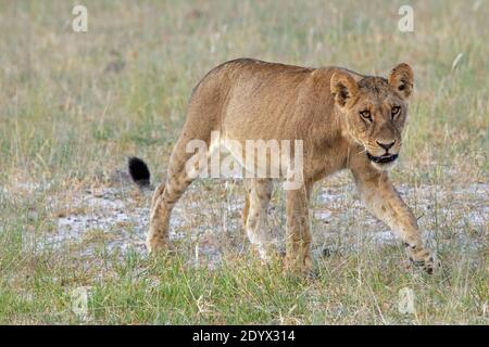 Lion africain , Lioness, Panthera leo). Ballonnés, ventre plein, estomac, rempli de repas récemment ingéré d'un animal de proie de fierté attrapé, et ayant le cercle Banque D'Images