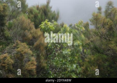 Forêt arbustive de Myrica-Erica déplacée par le vent. Parc national de Garajonay. La Gomera. Îles Canaries. Espagne. Banque D'Images