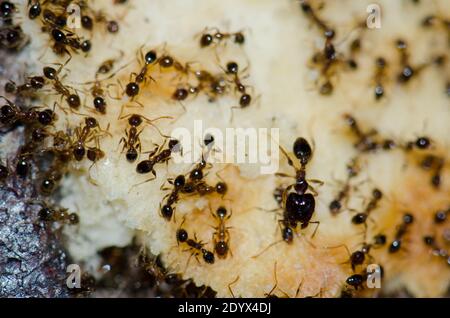 Argentine fourmis Linepitema Humile se nourrissant sur des restes de nourriture. Saint-Sébastien de la Gomera. La Gomera. Îles Canaries. Espagne. Banque D'Images