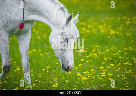 le cheval blanc paître dans le champ de pissenlit en mai Banque D'Images